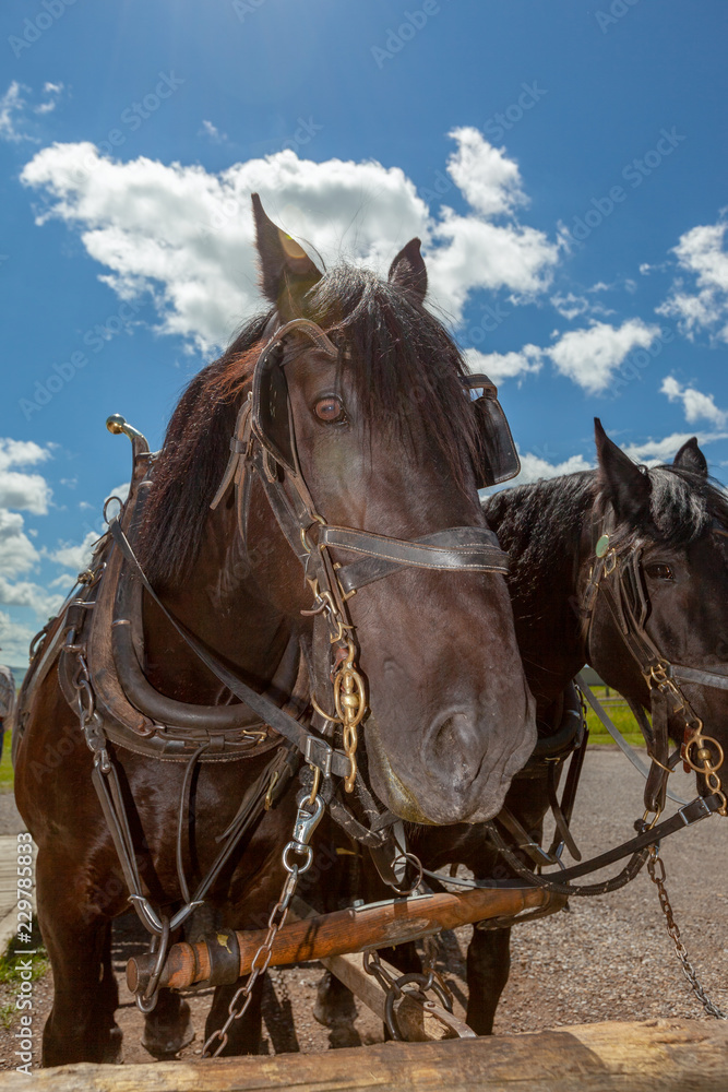 Obraz premium Brown Percheron headshot in a ranch in summer