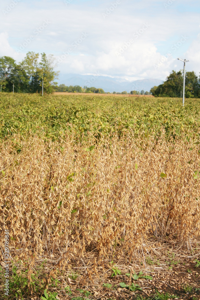 Golden ripe soybean plants in the field. Agricultural field in autumn