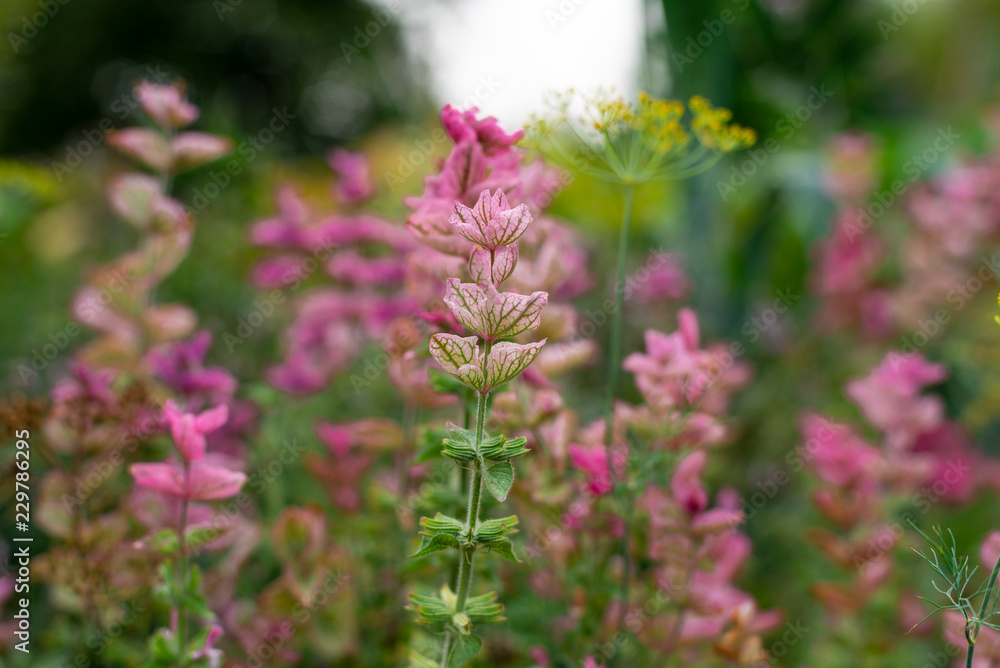Fototapeta premium Pink herbs