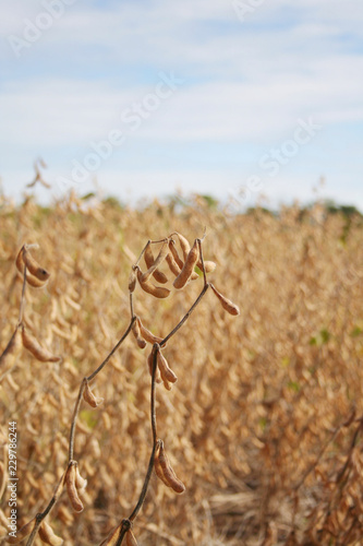 Golden ripe soybean plants in the field. Agricultural field in autumn 