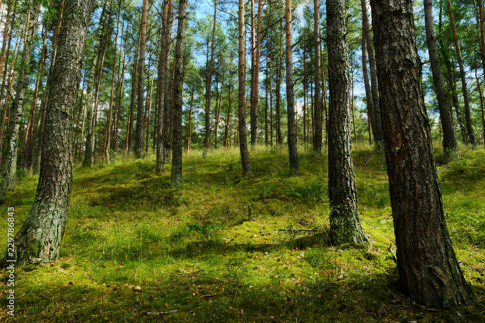 Evergreen coniferous pine forest. Pinewood with Scots or Scotch pine Pinus sylvestris trees growing in Pomerania, Poland. Evergreen coniferous pine forest. Pinewood with Scots or Scotch pine Pinus sylvestris trees growing in Pomerania, Poland.