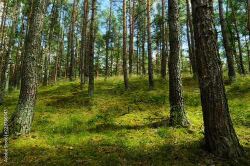 Fototapeta Naklejka Na Ścianę i Meble -  Evergreen coniferous pine forest. Pinewood with Scots or Scotch pine Pinus sylvestris trees growing in Pomerania, Poland.