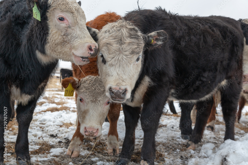 Fototapeta premium 3 Curious Herefords looking at the camera part of a cattle in a field in winter close up view 