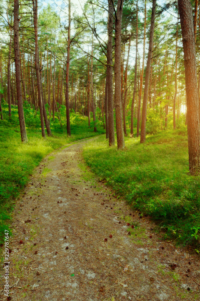 Dirt road or path through evergreen coniferous pine forest at sunrise. Pinewood with Scots or Scotch pine Pinus sylvestris trees growing in Pomerania, Poland.