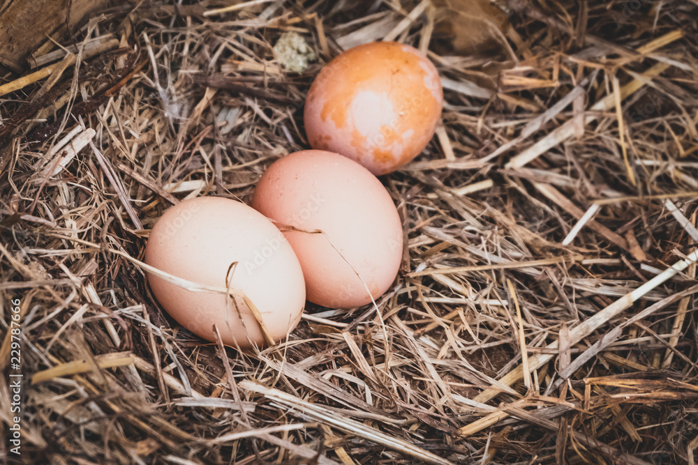 Chicken eggs in the nest