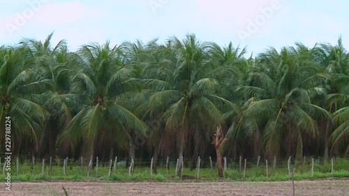 Wallpaper Mural Coqueiros movimento Torontodigital.ca