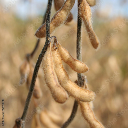 Golden ripe soybean plants in the field. Agricultural field in autumn  