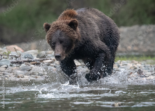 Grizzly bear catching fish in river