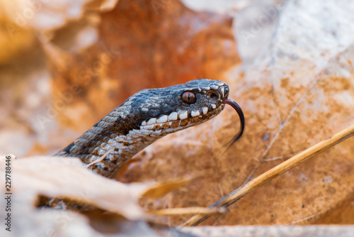 grass snake Natrix natrix close-up © vaclav