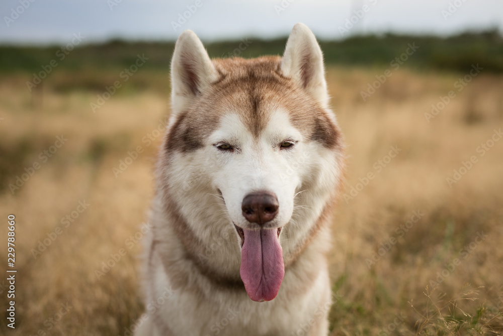 Close-up Portrait of wise and free beige and white siberian husky dog with brown eyes sitting in the grass at sunset