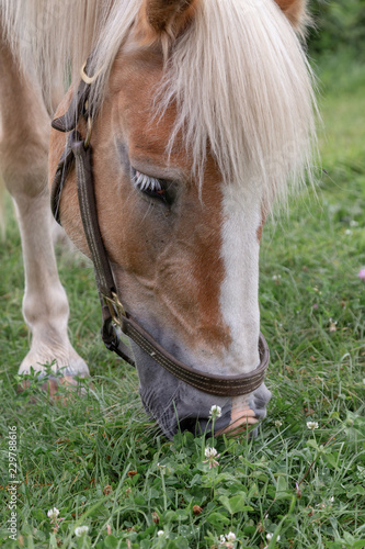 Beautiful blond Palomino horse grazing grass side front view head close up and one leg only