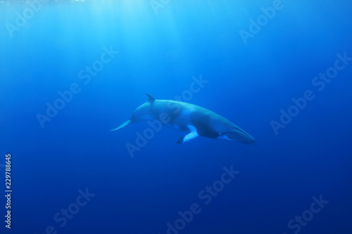 Dwarf minke whale © aquapix