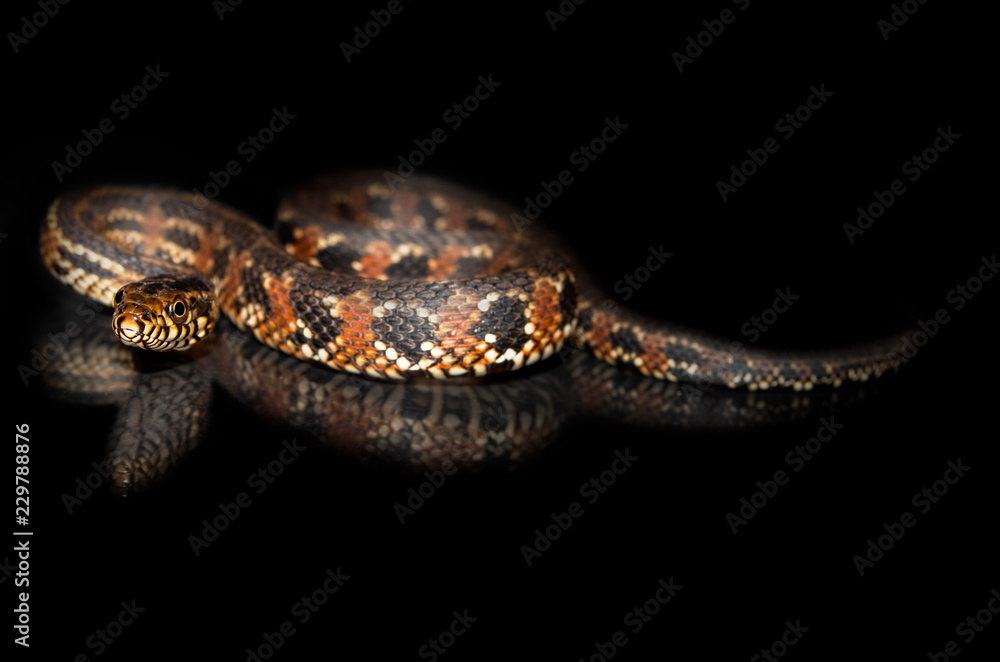 Naklejka premium Watersnake