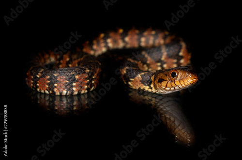 Water snake
