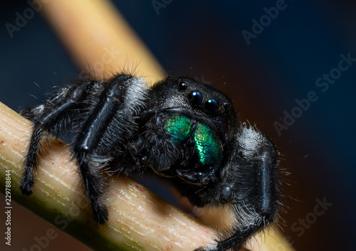 Jumping Spider