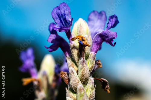 Lavender