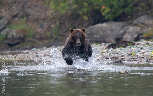 Grizzly bear catching fish