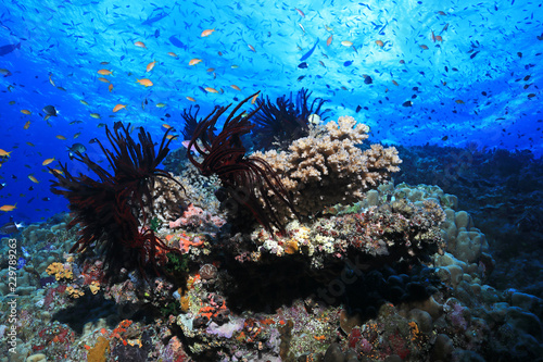 Wielka Rafa Koralowa