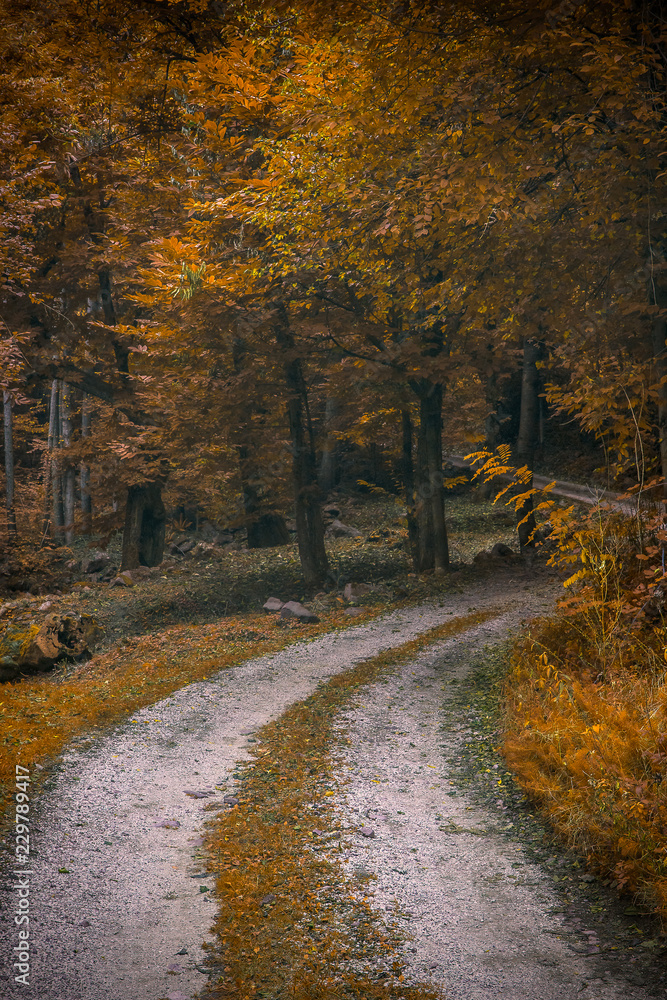 strada nei boschi in autunno