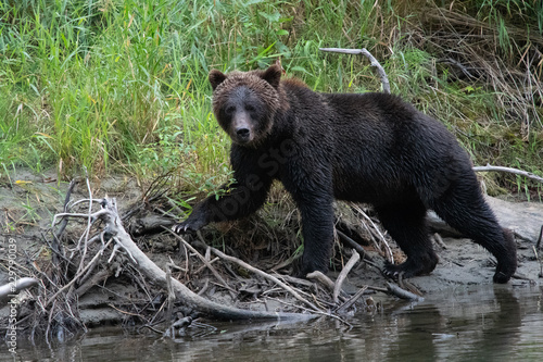 Grizzly bear on river bank