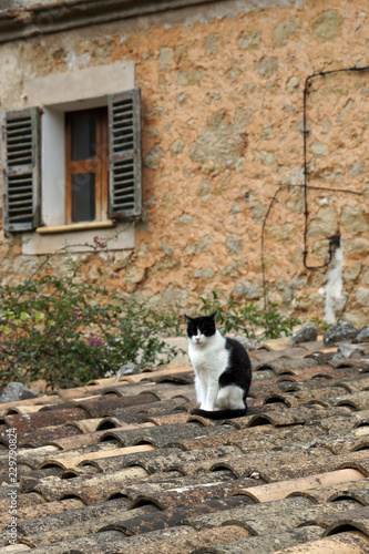 Spanien, Balearen,  Mittelmeer, Mallorca, Deia, Balearen, Katze