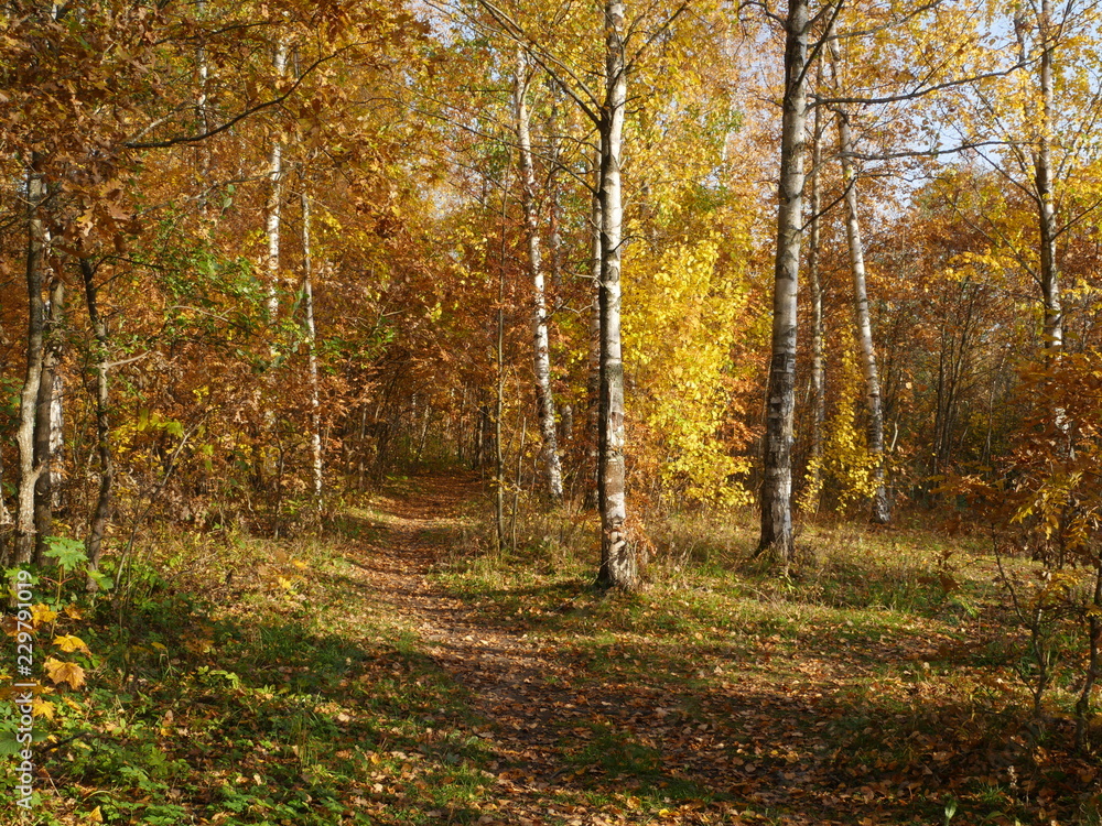 Beautiful autumn forest, path goes into the distance, falling yellow leaves