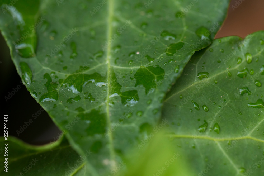 leave and water drops detail. Macro photography. Rain and nature concept leave and water drops detail. Macro photography. Rain and nature concept