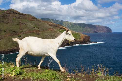 Goat and Matanau Bay, Hiva Oa, Marquesas Islands, French Polynesia - The goat is bred for meat on the island of Hiva Oa, it is left free