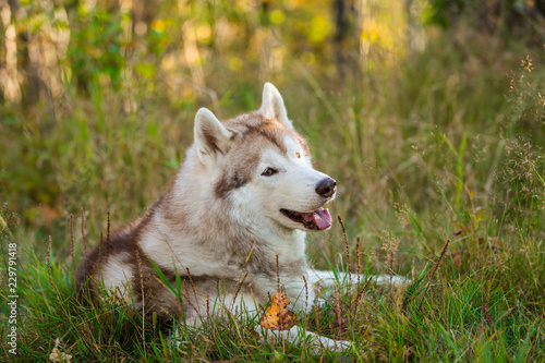 Profile Portrait of cute siberian Husky dog lying in the bright fall forest at sunset