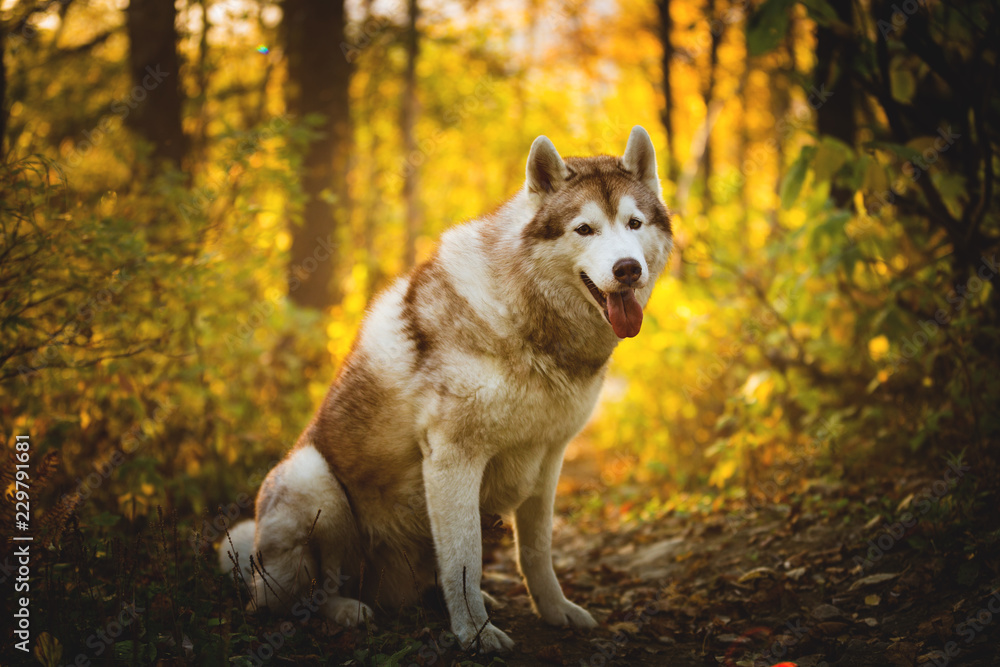 Portrait of happy and gorgeous Beige and white dog breed Siberian Husky posing in autumn in the bright forest