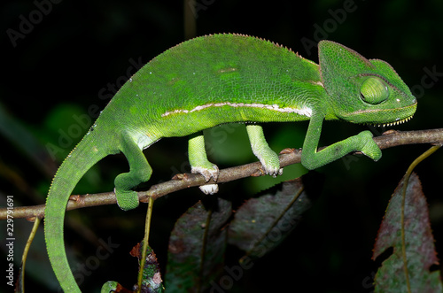 chameleon on a branch