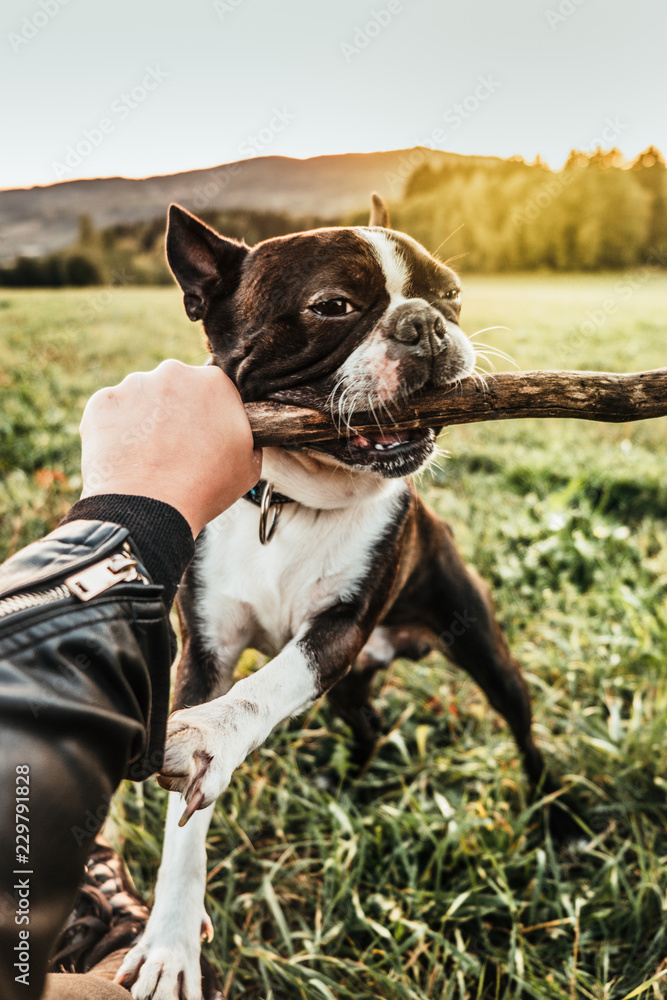 Boston terrier 