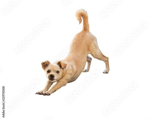 Little dog tends to do yoga asana isolated on white