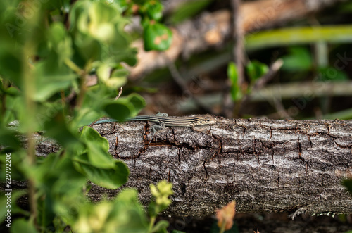 Lizard on log