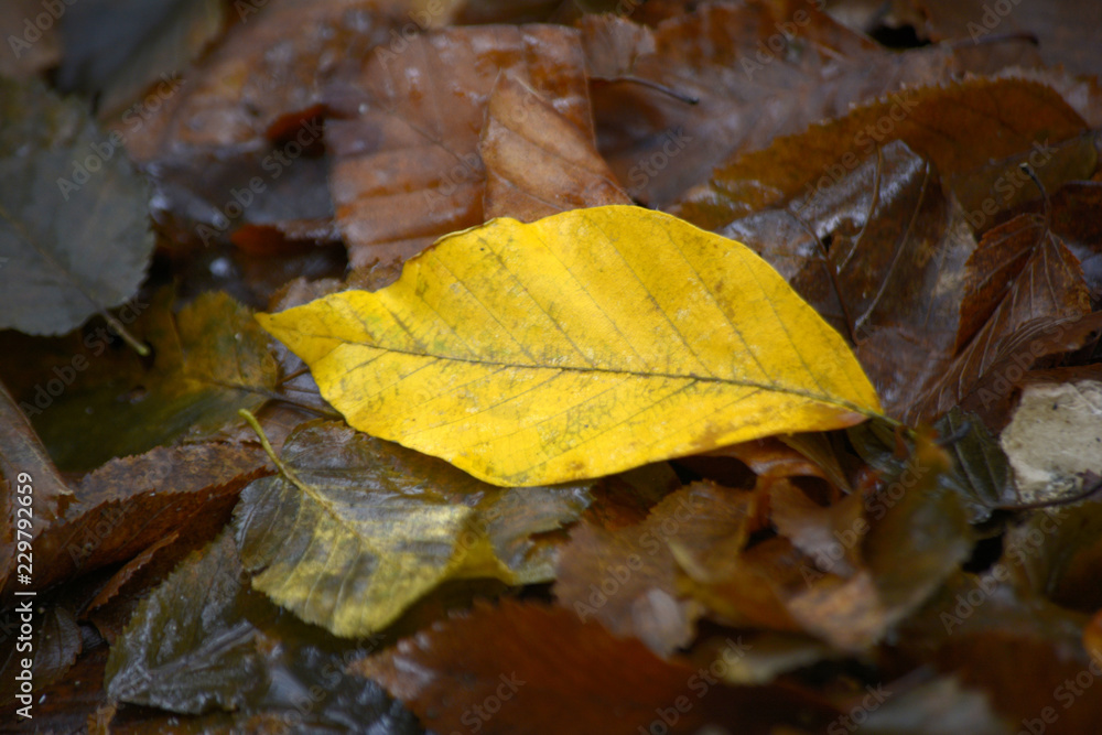 Autumn yellow leaf on the ground. Autumn natural background Autumn yellow leaf on the ground. Autumn natural background