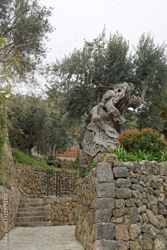 Spanien, Balearen,  Mittelmeer, Mallorca, Deia, Balearen, Olivenbaum 