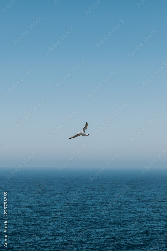 Bird Fly, Fly away Bird Fly, Fly away