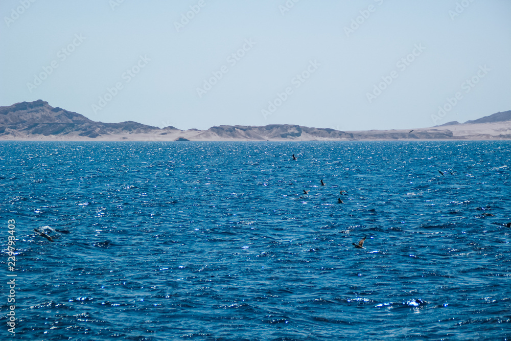 Red Sea in Egypt. View of coral and island. Blue water and palm trees.Paradise in Sharm el Sheikh.