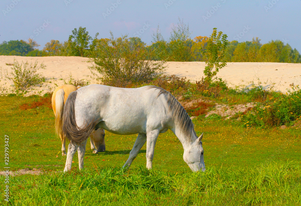sunny autumn day on a pasture of horses, White horse sunny autumn day on a pasture of horses, White horse