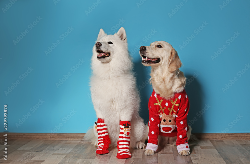 Samoyed christmas store sweater