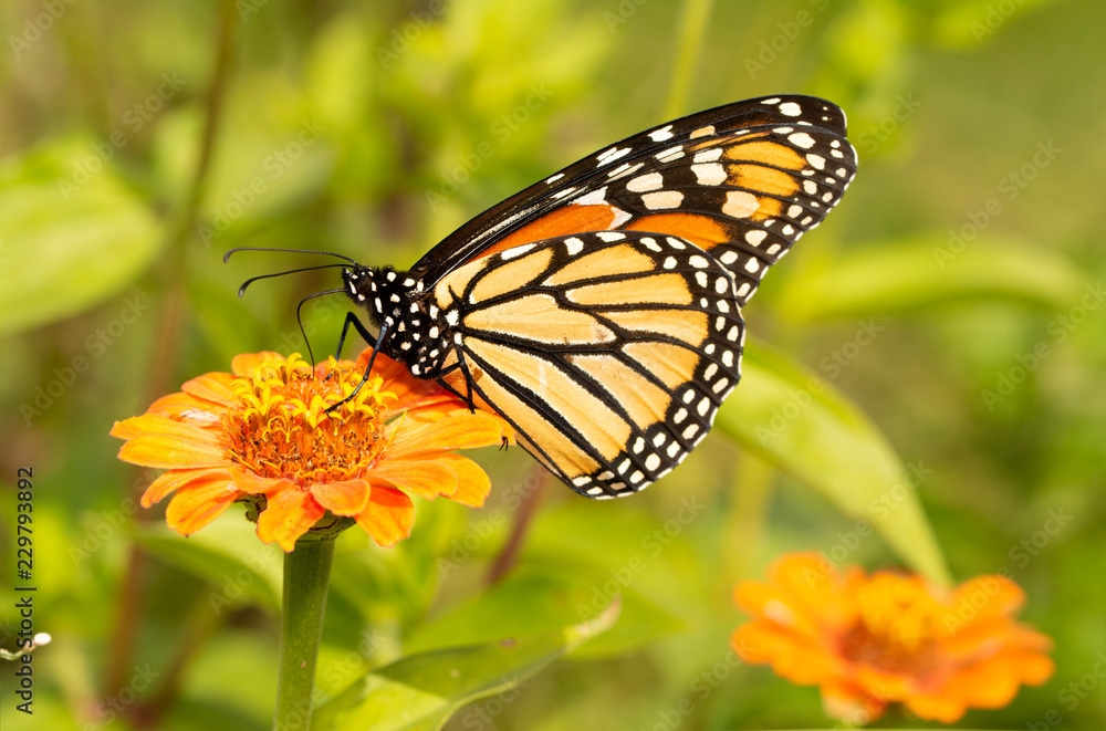 Migrating Monarch butterfly refueling on an orange Zinnia flower in fall Migrating Monarch butterfly refueling on an orange Zinnia flower in fall
