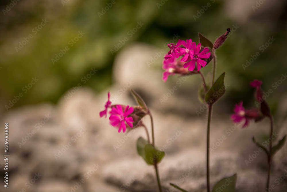 Fototapeta premium Góry