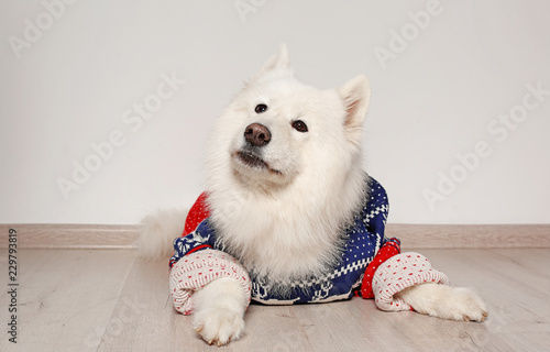 Cute dog in warm sweater on floor. Christmas celebration