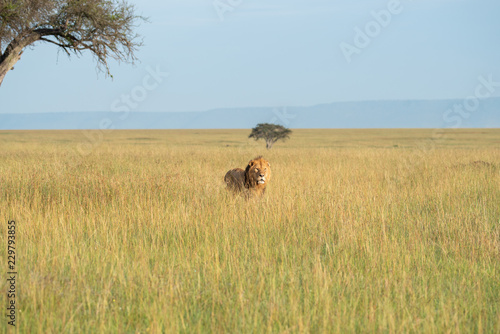 Fototapeta Naklejka Na Ścianę i Meble -  Lion walking through savannah