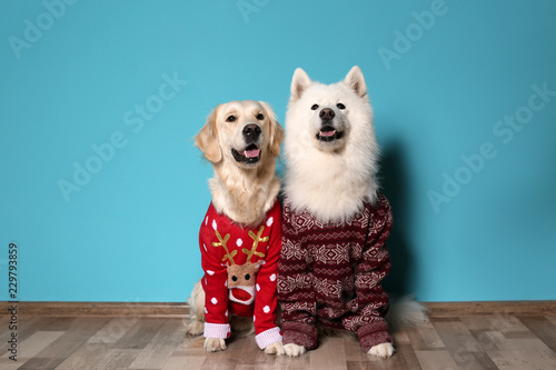 Cute dogs in Christmas sweaters on floor near color wall