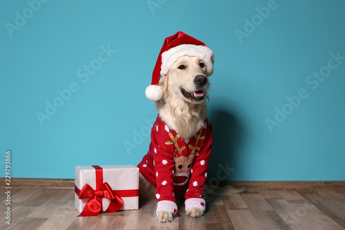 Fototapeta Naklejka Na Ścianę i Meble -  Cute dog in Christmas sweater and hat with gift on floor near color wall