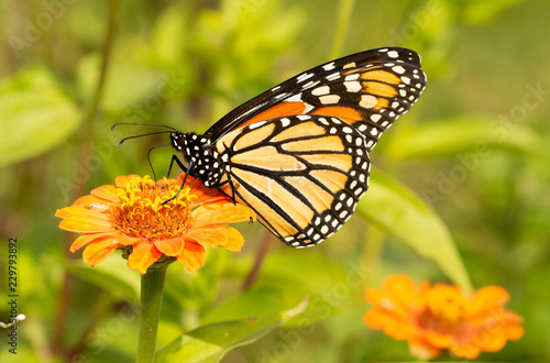Migrating Monarch butterfly refueling on an orange Zinnia flower in fall © pimmimemom