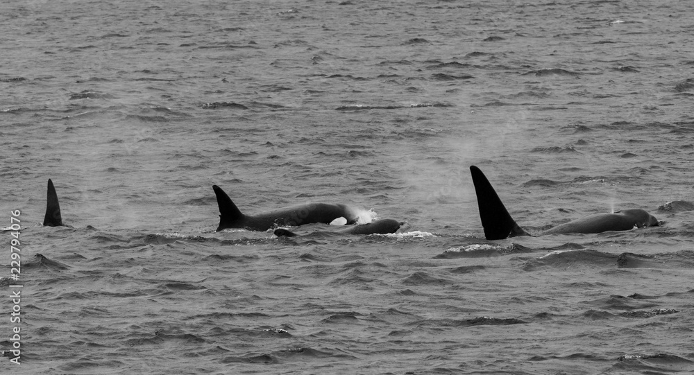 Fototapeta premium orca family