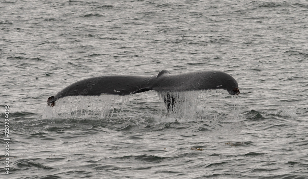 Obraz premium Whale tail in water