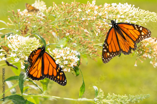 White Butterfly bush with a migrating Monarch butterfly refueling on nectar, and another one on the background photo